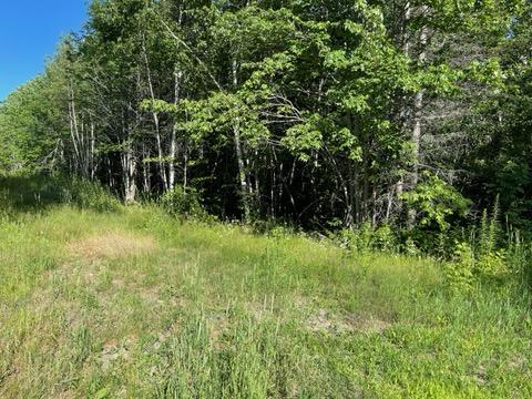 Lot 14-1 Ridge Road Bradford, ME 04410 - Photo 16 of 20 Trees for Privacy