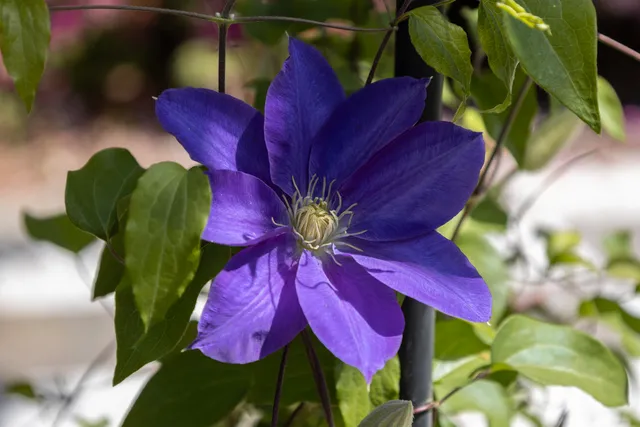 $2,699,000 | 208 Sumter Avenue, Summerville, SC 29483