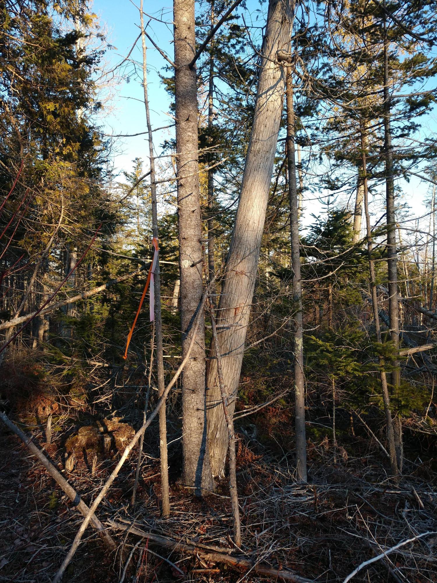 9-011 Pond Road Gouldsboro, ME 04607 - Photo 8 of 14 IMG_20201129_144954402