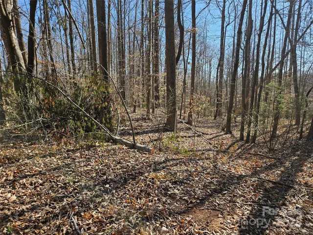 a view of a backyard with trees