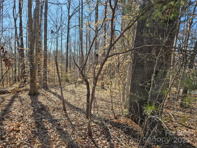 a view of a yard with plants and trees
