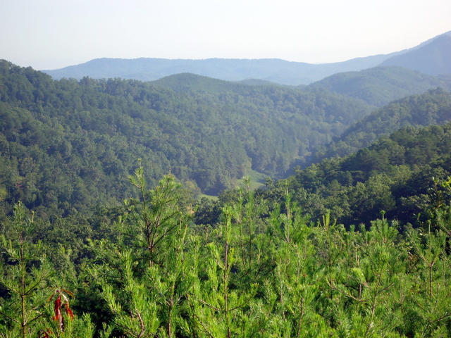 202 Duncan Branch Road Vonore, TN 37885 - Photo 27 of 40 29-DSC00029