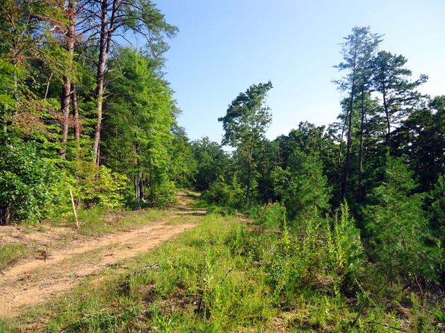 202 Duncan Branch Road Vonore, TN 37885 - Photo 29 of 40 34-DSC00034