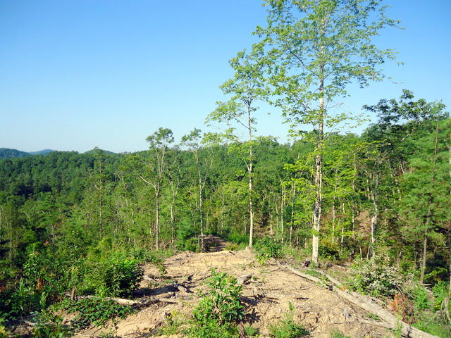 202 Duncan Branch Road Vonore, TN 37885 - Photo 31 of 40 36-DSC00036
