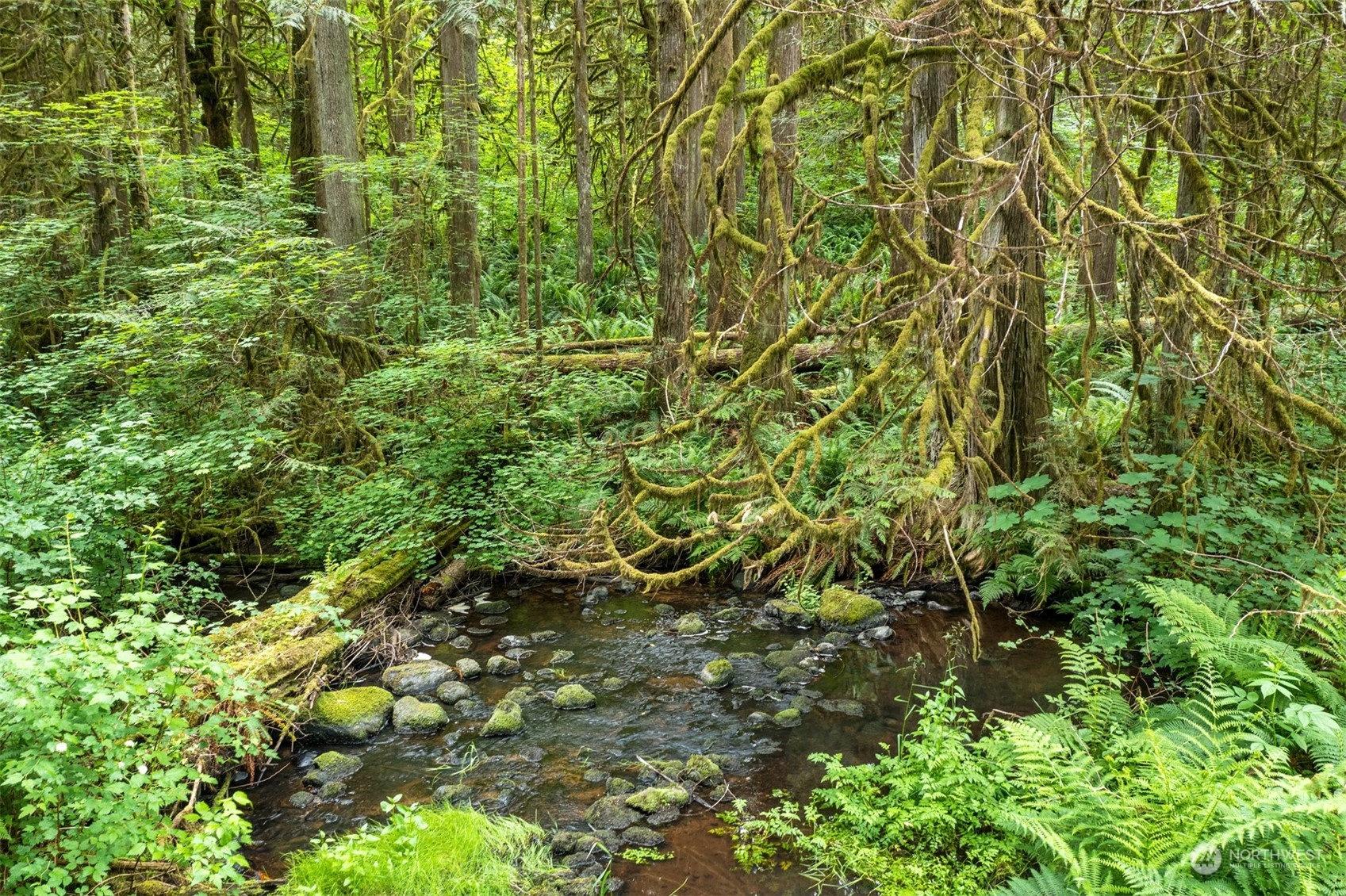 11417 Kelly Road Northeast Carnation, WA 98014 - Photo 25 of 39 a view of a plant with a plant
