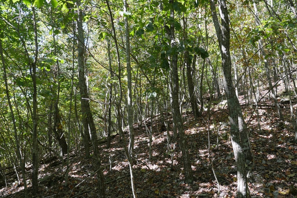 Tbd Hall Hollow Road, Unit 1 Austinville, VA 24312 - Photo 69 of 76 Gallery Image 69