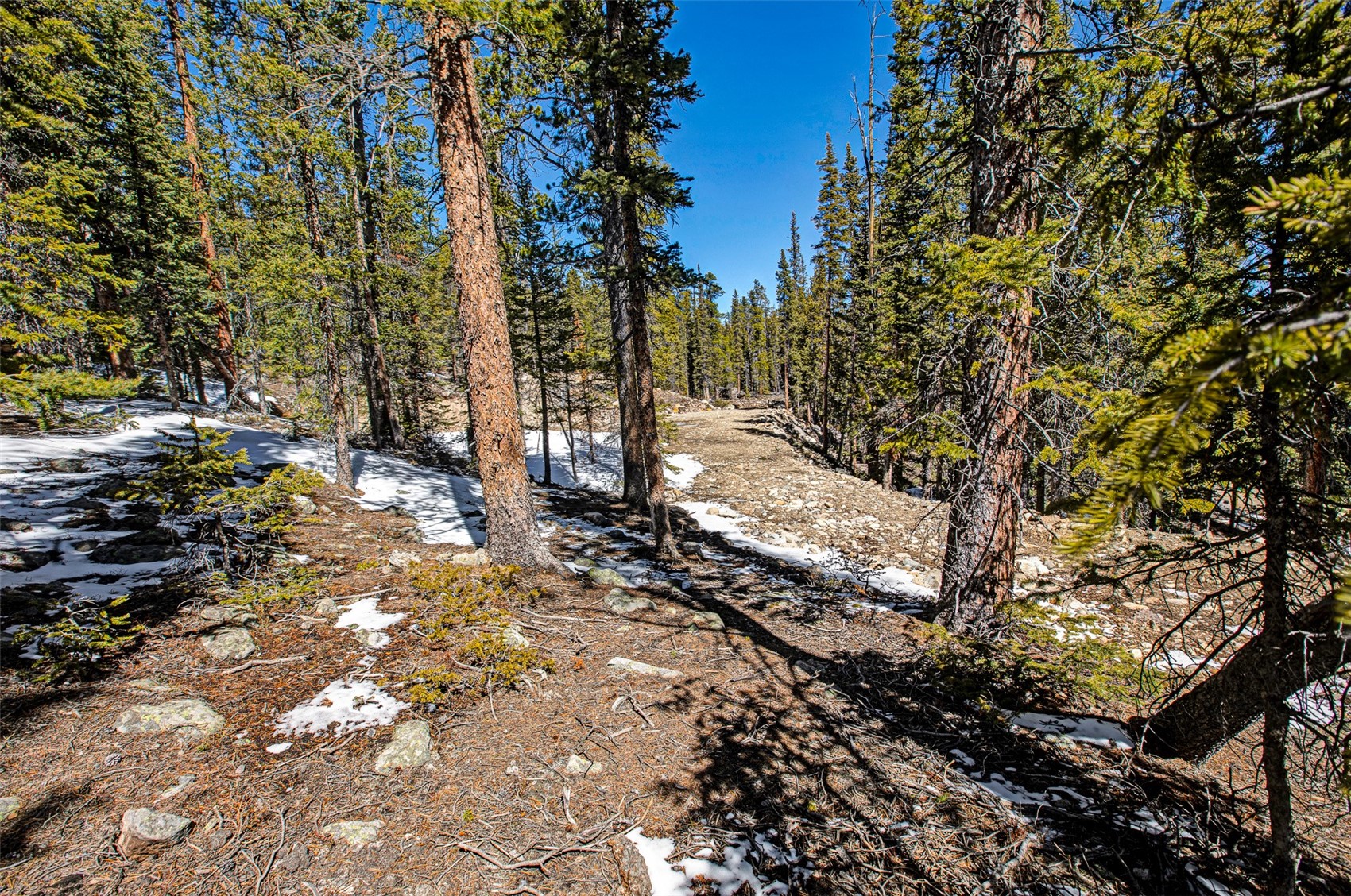313 Porcupine Road Fairplay, CO 80440 - Photo 22 of 50 a view of a forest filled with trees