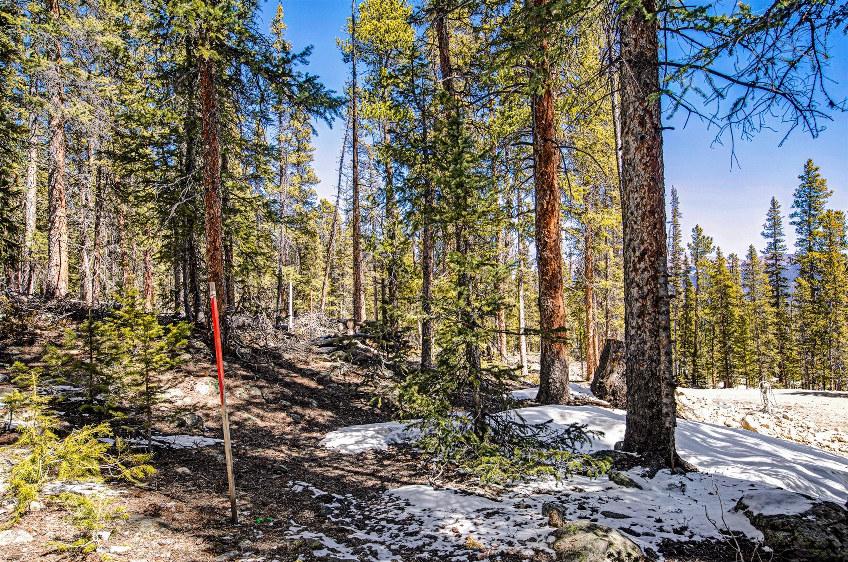 313 Porcupine Road Fairplay, CO 80440 - Photo 25 of 50 a view of a forest filled with trees