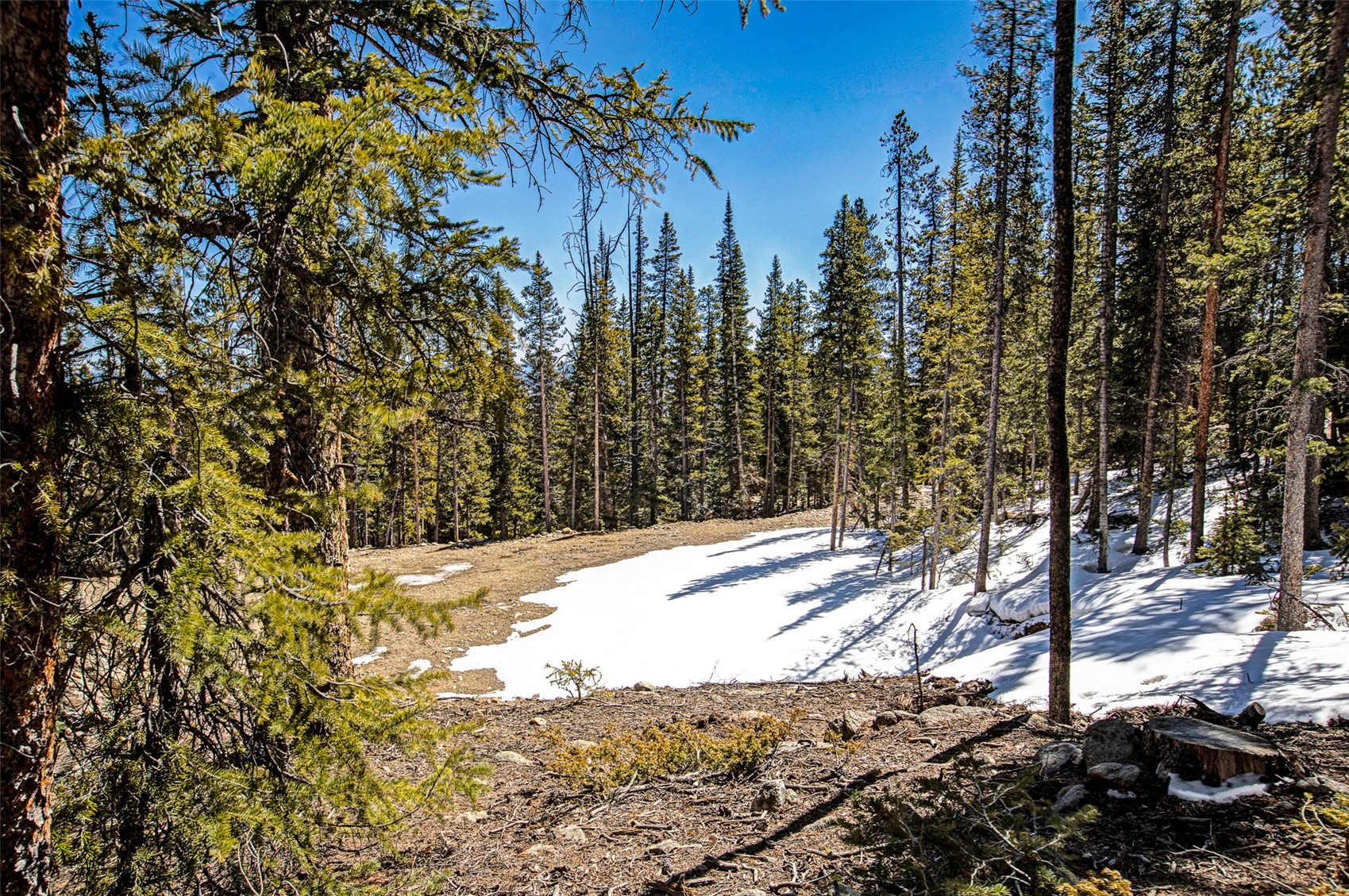 313 Porcupine Road Fairplay, CO 80440 - Photo 27 of 50 a view of a yard covered with trees