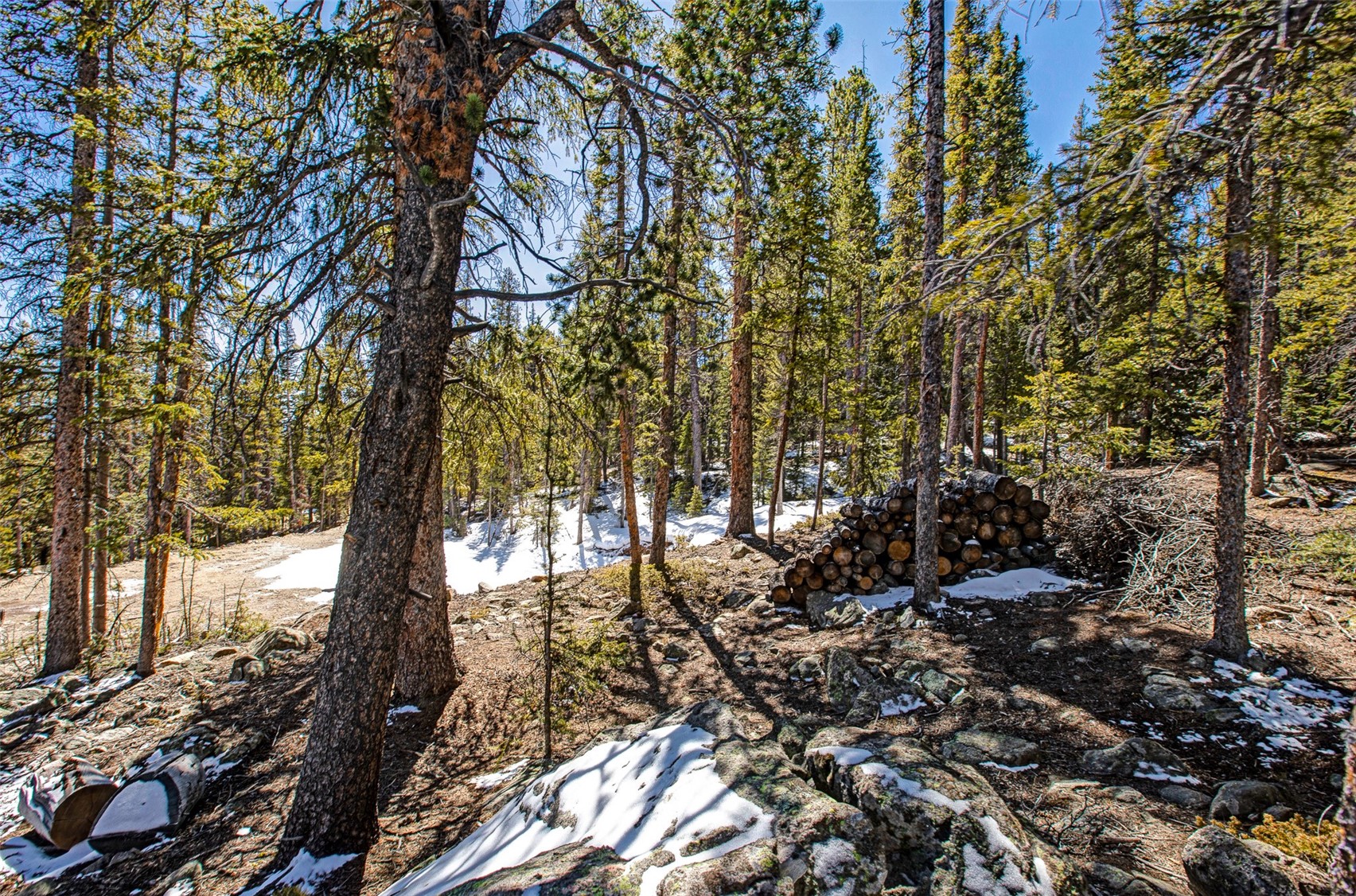 313 Porcupine Road Fairplay, CO 80440 - Photo 29 of 50 a view of a forest filled with trees