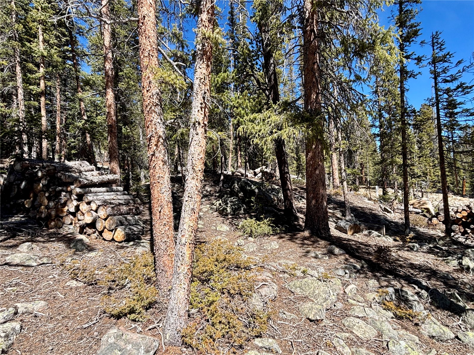 313 Porcupine Road Fairplay, CO 80440 - Photo 48 of 50 a view of a yard covered with trees