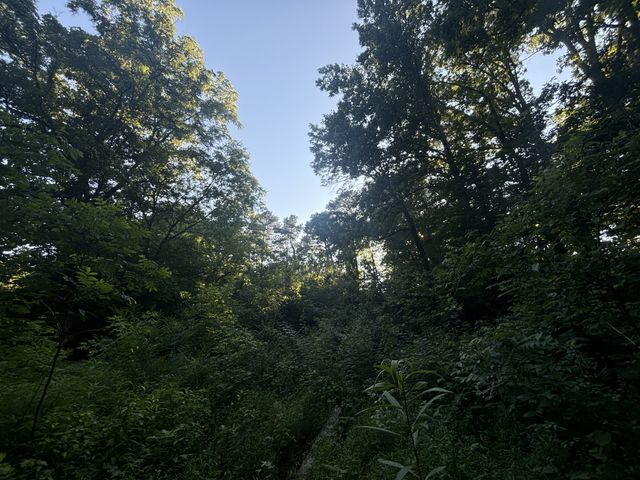a view of a trees in a yard