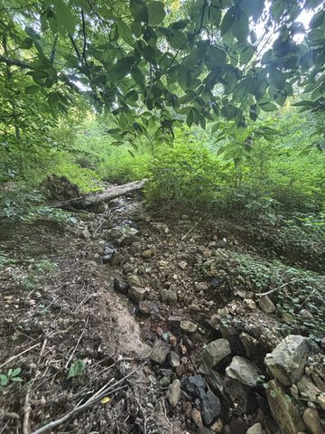 a view of a large tree