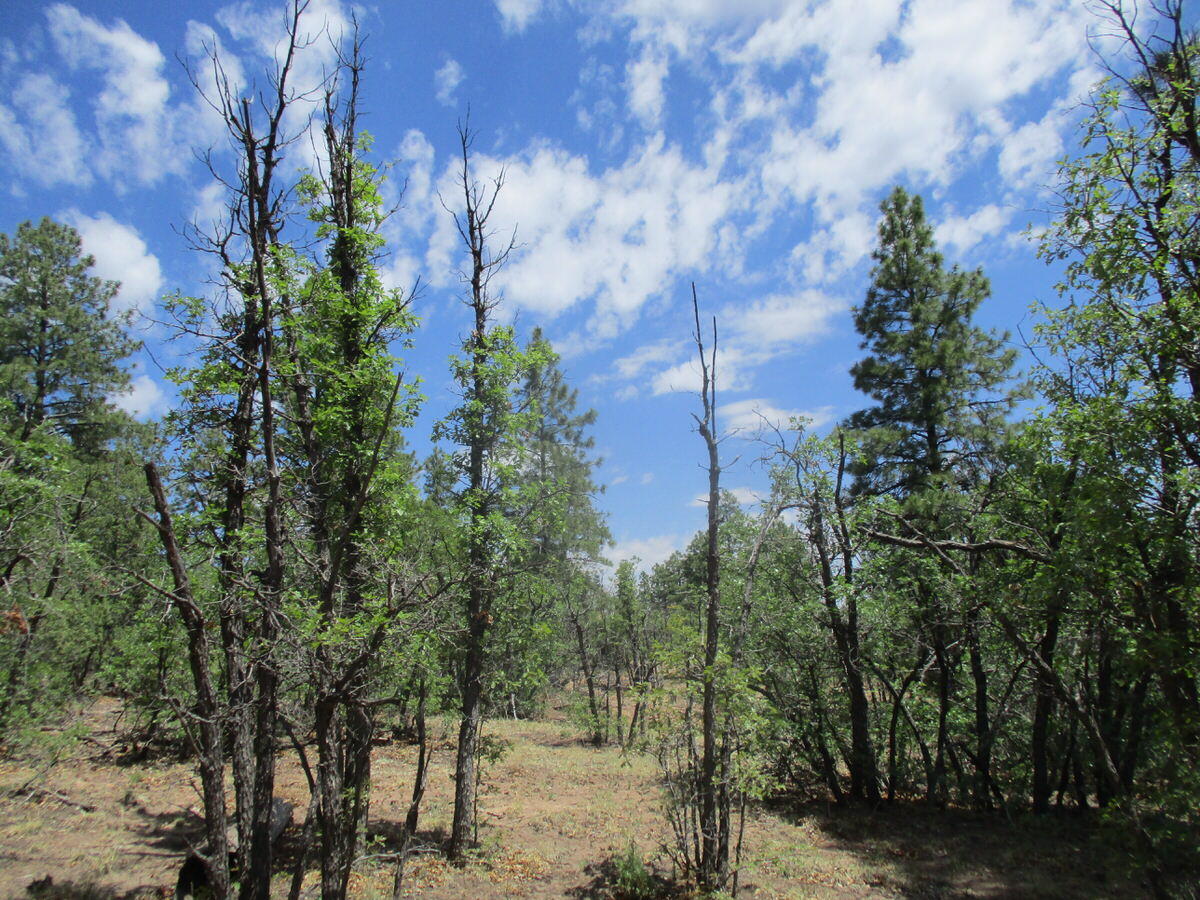 157 Forest Road Ramah, NM 87321 - Photo 11 of 71 Gallery Image 11
