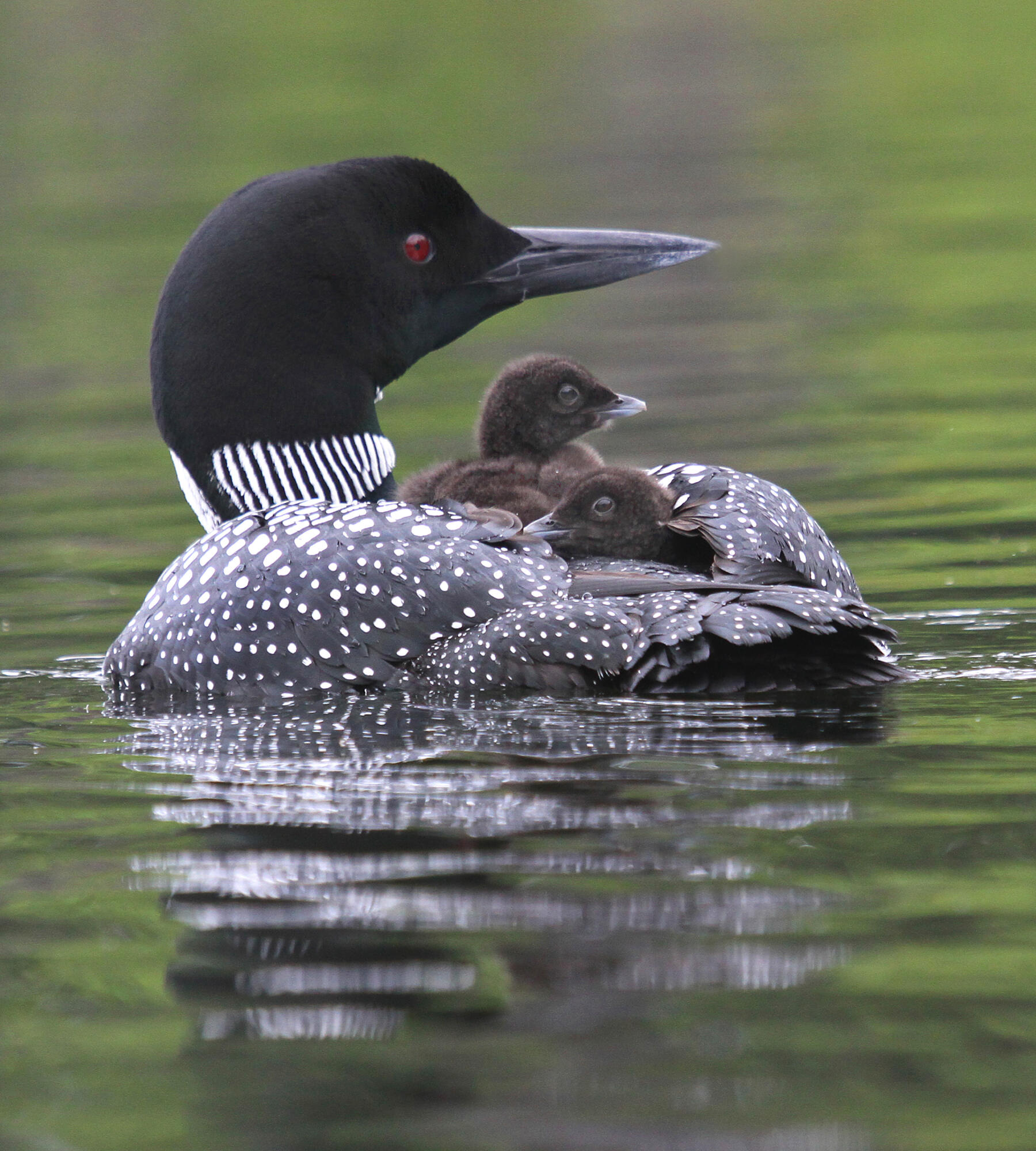 36 Sunset Road Frye Island, ME 04084 - Photo 13 of 23 6-28-10-common-loon-and-chicks-img_2797[