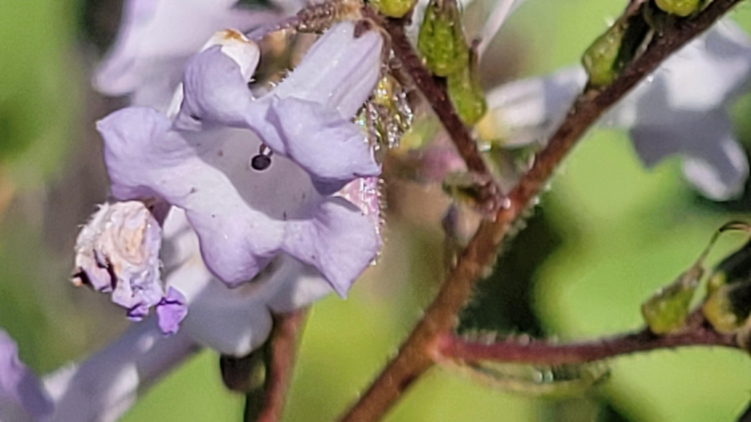 0 Backbone Road Bella Vista, CA 96008 - Photo 28 of 38 a close up of a flower pot
