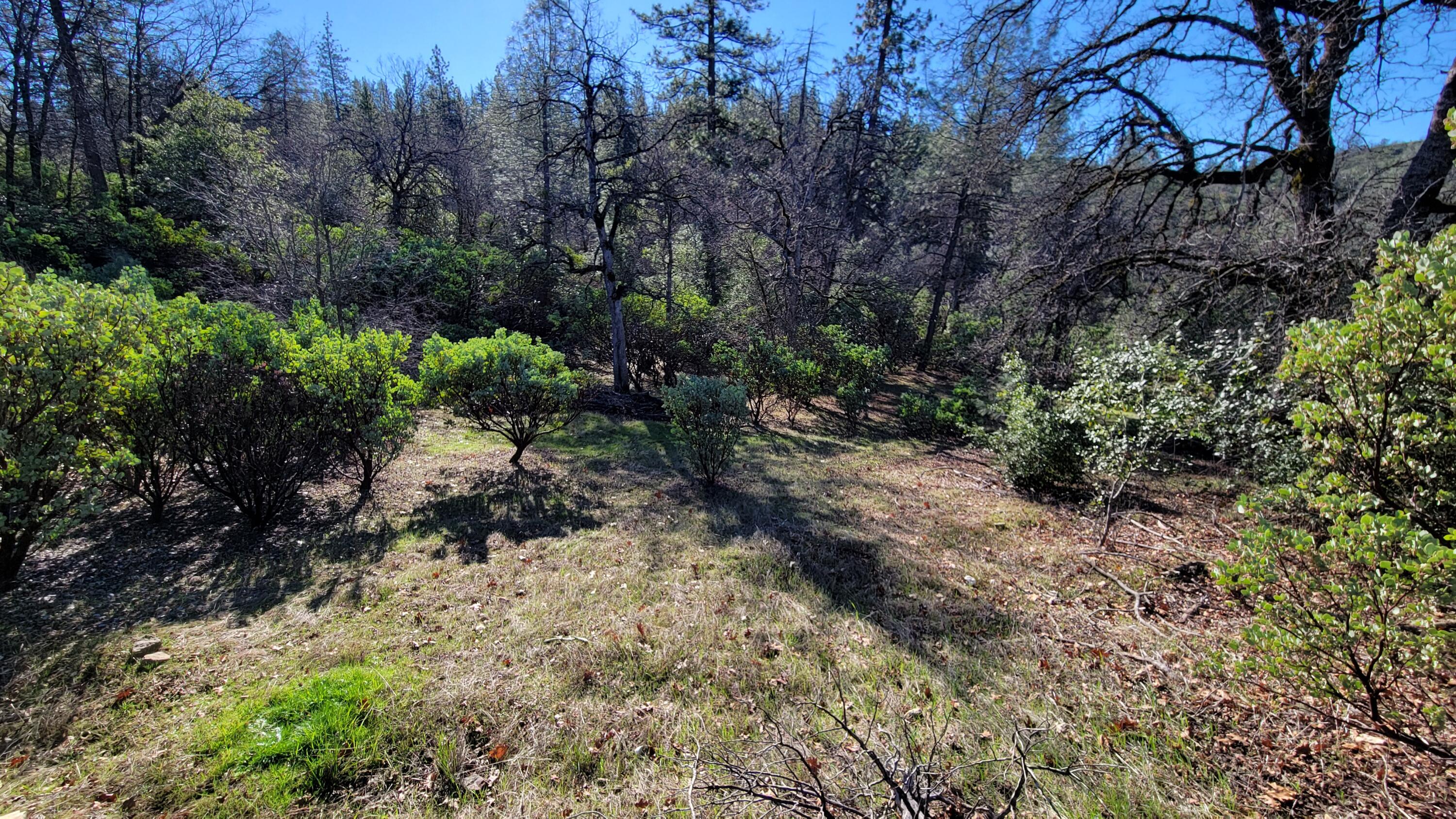 0 Backbone Road Bella Vista, CA 96008 - Photo 29 of 38 a view of a yard with plants and trees