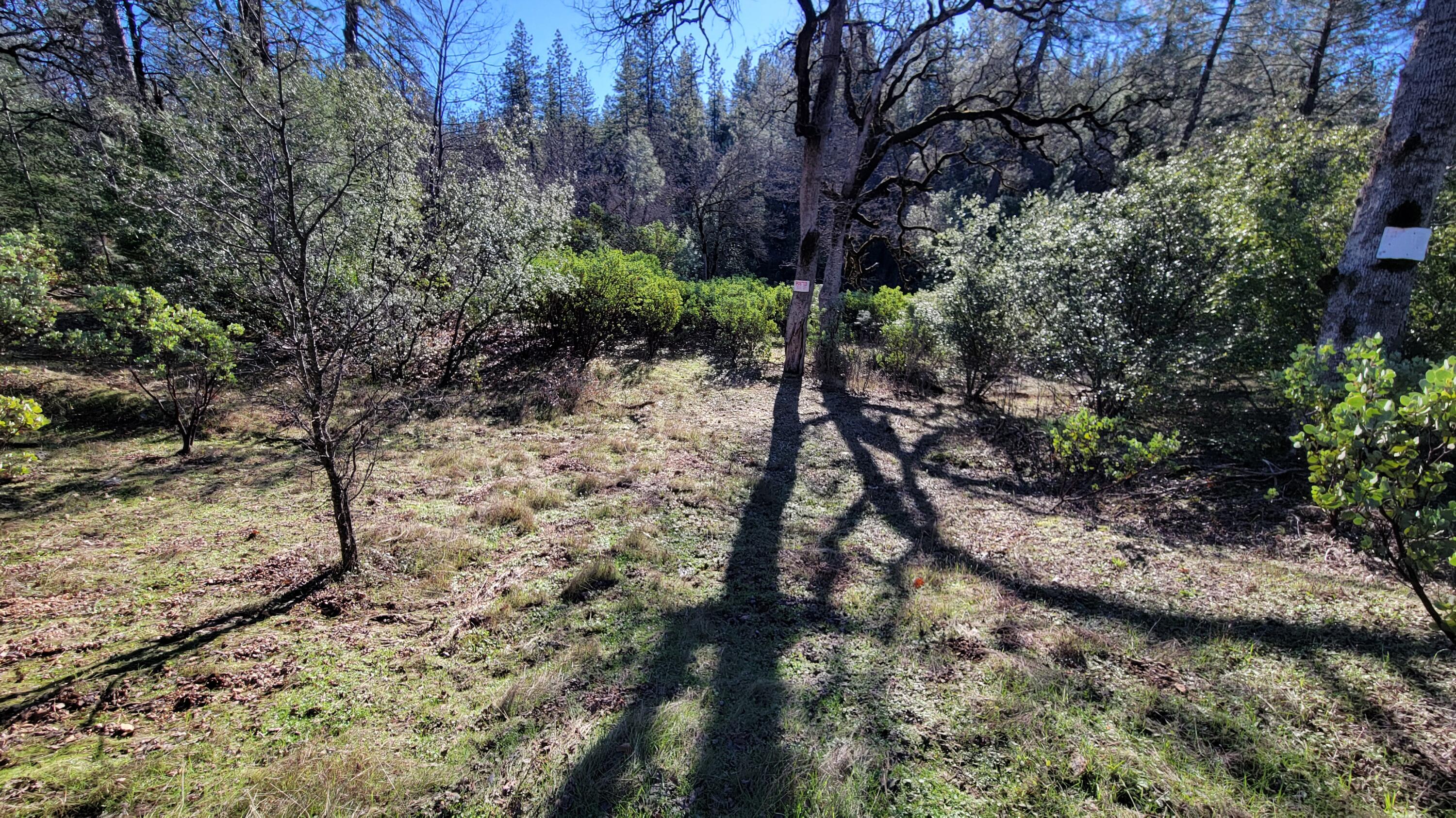 0 Backbone Road Bella Vista, CA 96008 - Photo 30 of 38 a view of a yard with plants and trees