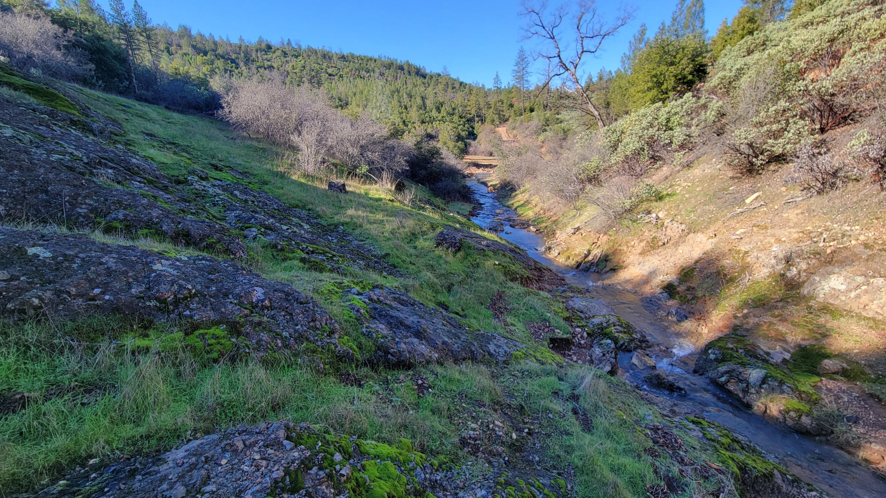 0 Backbone Road Bella Vista, CA 96008 - Photo 35 of 38 a view of a yard with a tree