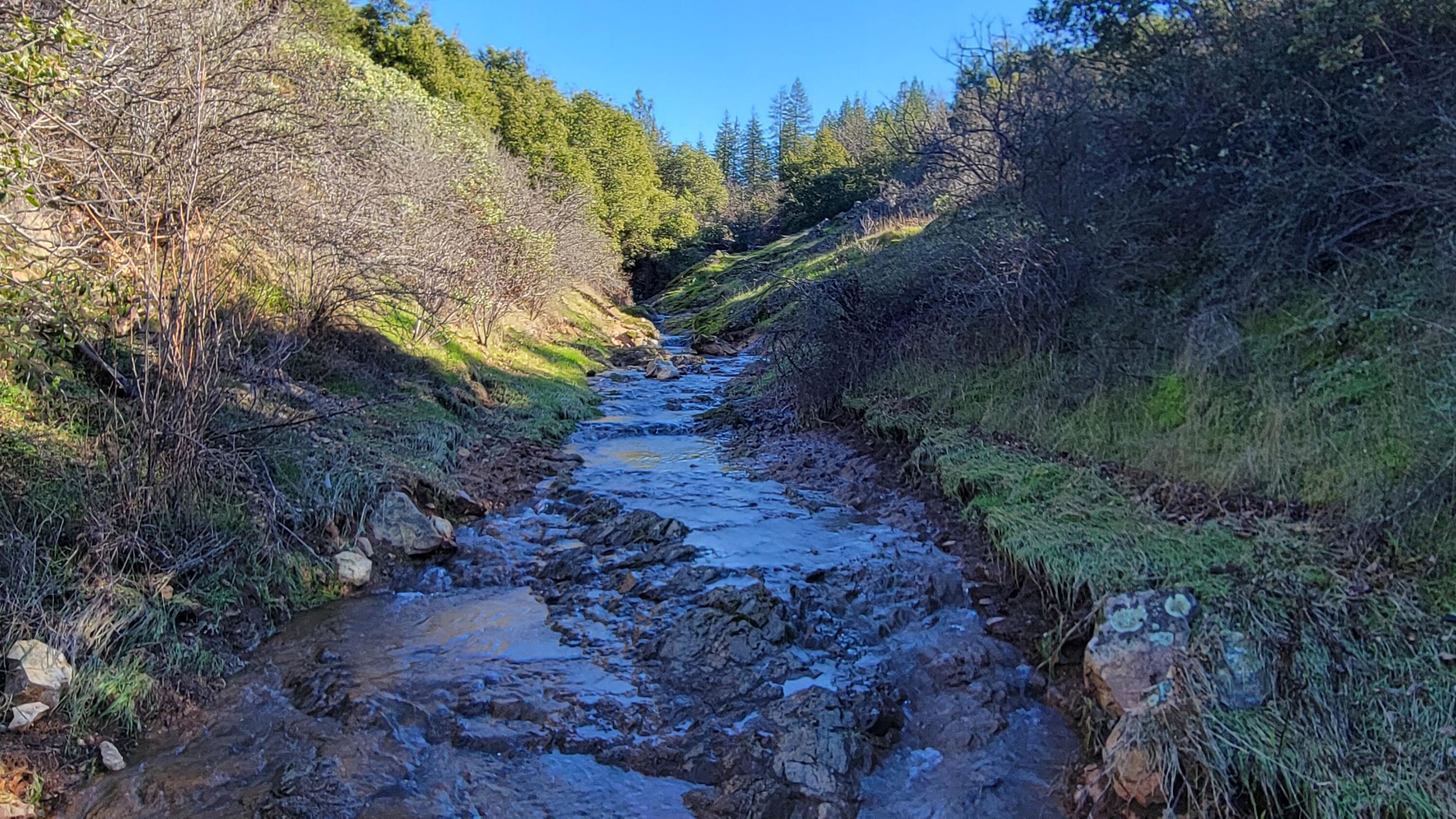 0 Backbone Road Bella Vista, CA 96008 - Photo 37 of 38 a view of a yard with plants and trees