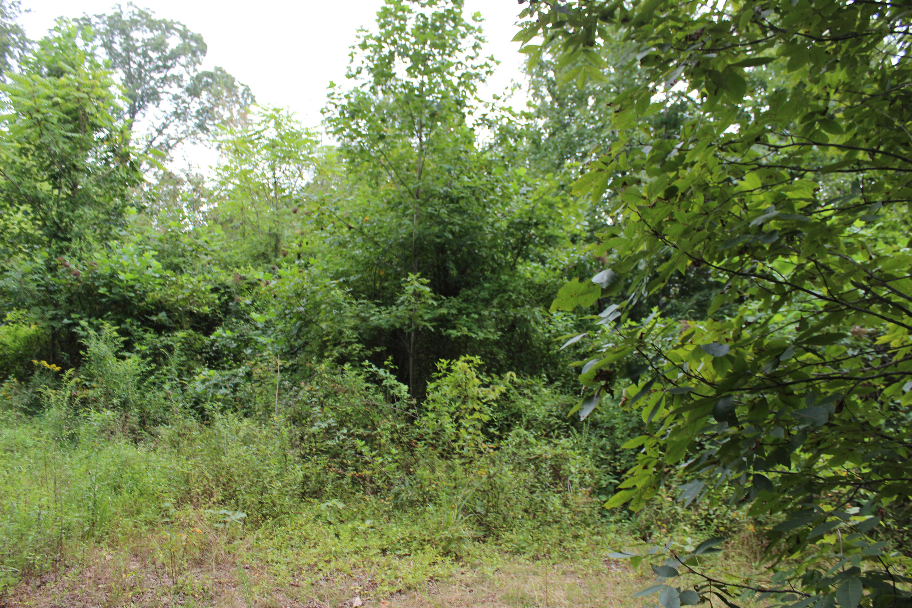Sequoyah Road Andersonville, TN 37705 - Photo 3 of 4 IMG_3158
