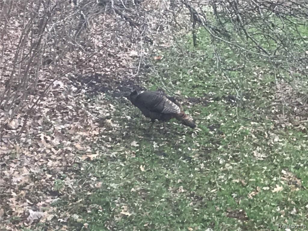 8240 West Lange Road Fowlerville, MI 48836 - Photo 11 of 50 8240 Turkey under master window 2019.jpg