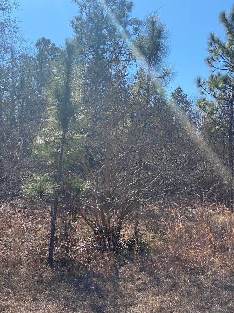 4366 Deans Bridge Road Blythe, GA 30805 - Photo 5 of 6