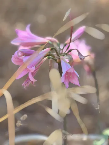 $100,000 | 22529 Dog Bar Road, Grass Valley, CA 95949