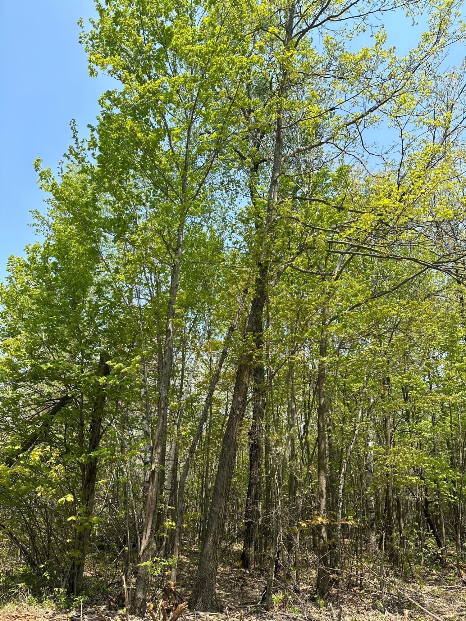 On Burrows Lake Road, Unit LOT 12 ELD Tomahawk, WI 54487 - Photo 1 of 1 Gallery Image 1