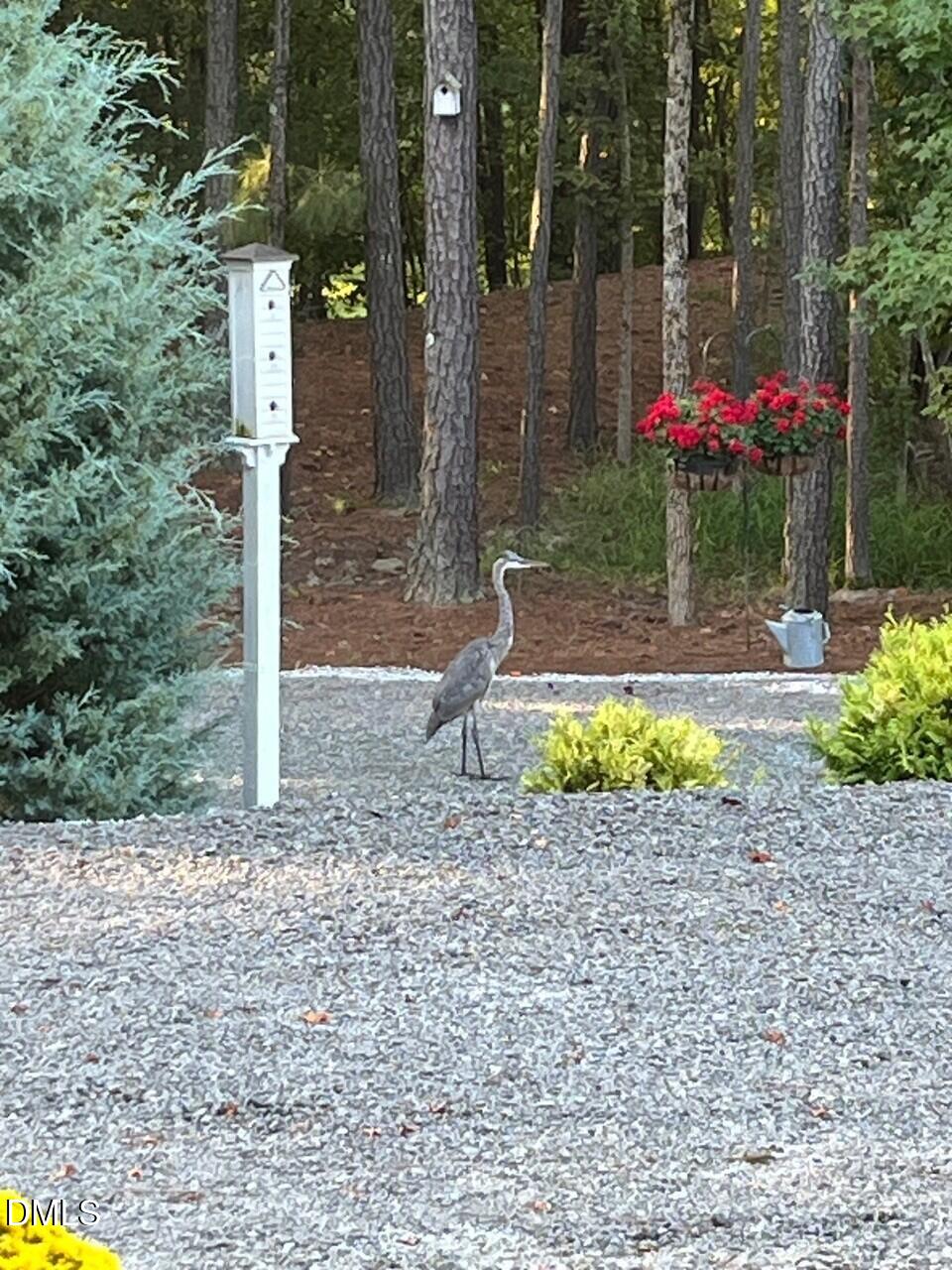7516 Apex Barbecue Road Apex, NC 27502 - Photo 35 of 41 a small garden covered with tall trees