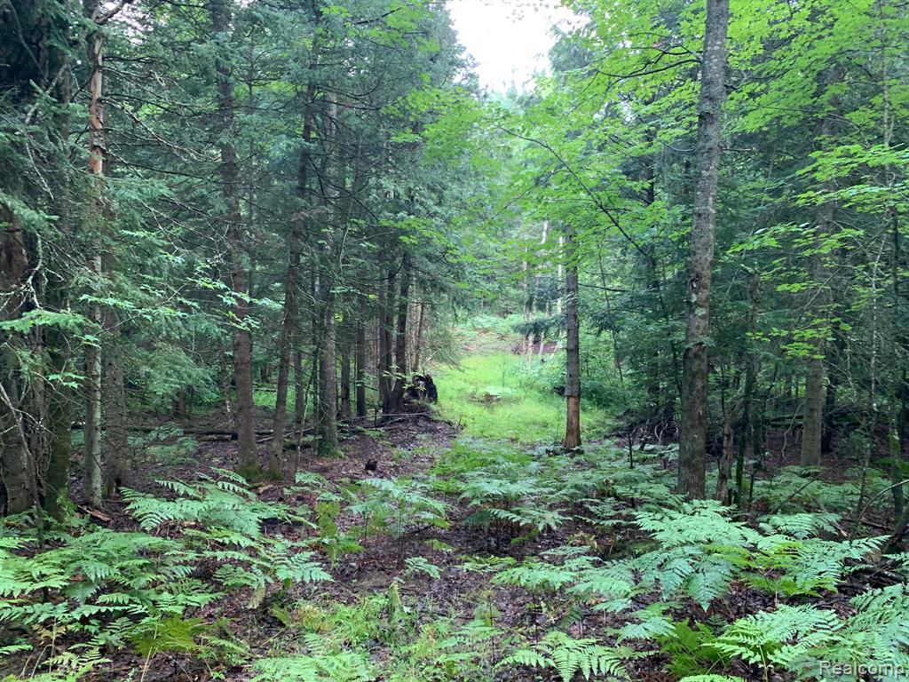 433 Lund Road Southwest Fife Lake, MI 49633 - Photo 20 of 20 Gallery Image 20
