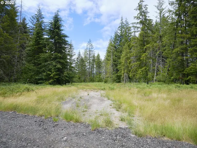 a view of a yard with plants and trees