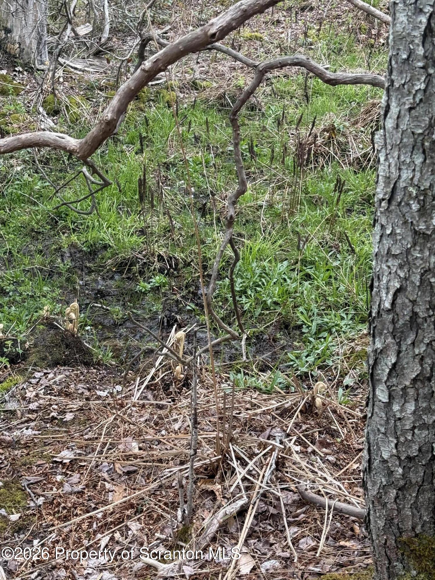 502 Rear Moscow, PA 18444 - Photo 2 of 14 a plant is in a garden