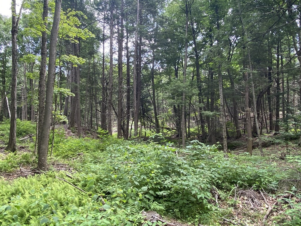 Lot 2 Howes Road Shelburne Falls, MA 01370 - Photo 7 of 14