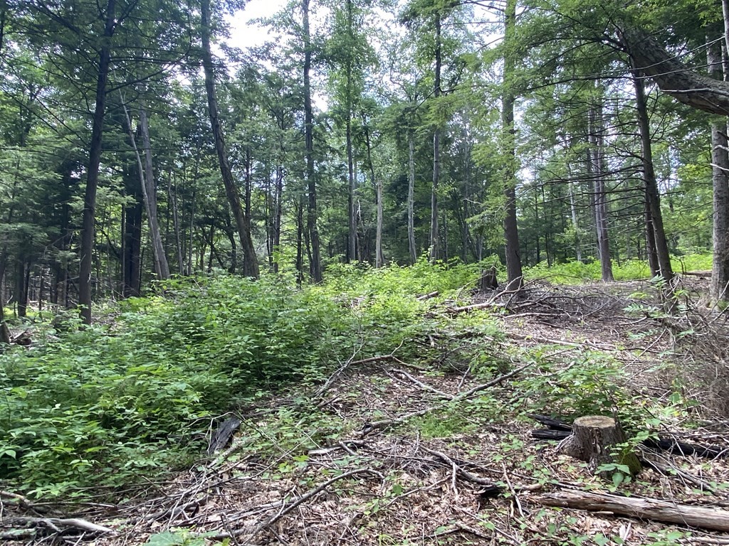 Lot 2 Howes Road Shelburne Falls, MA 01370 - Photo 8 of 14
