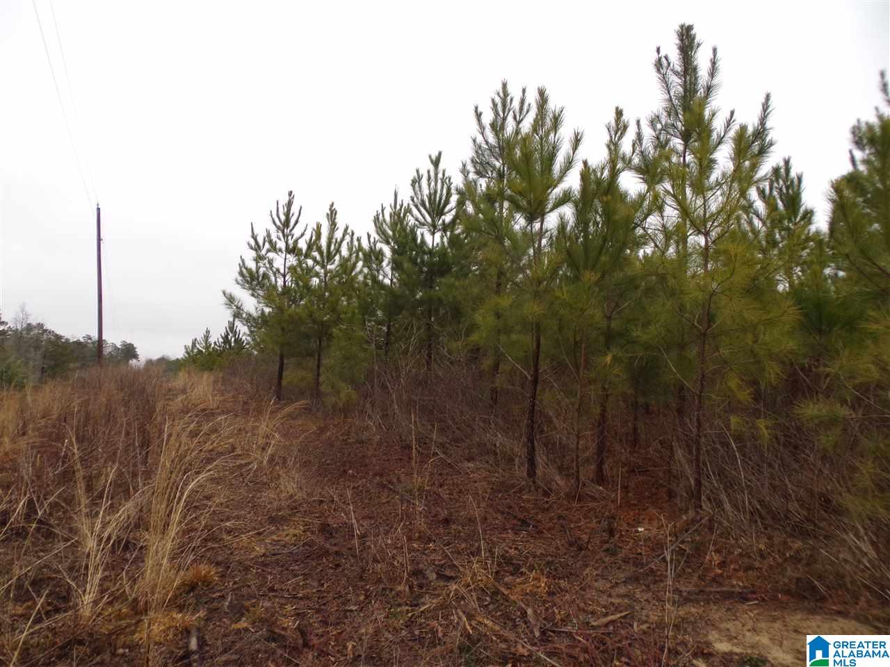 Jackson Trail, Unit 4 Albertville, AL 35950 - Photo 1 of 13