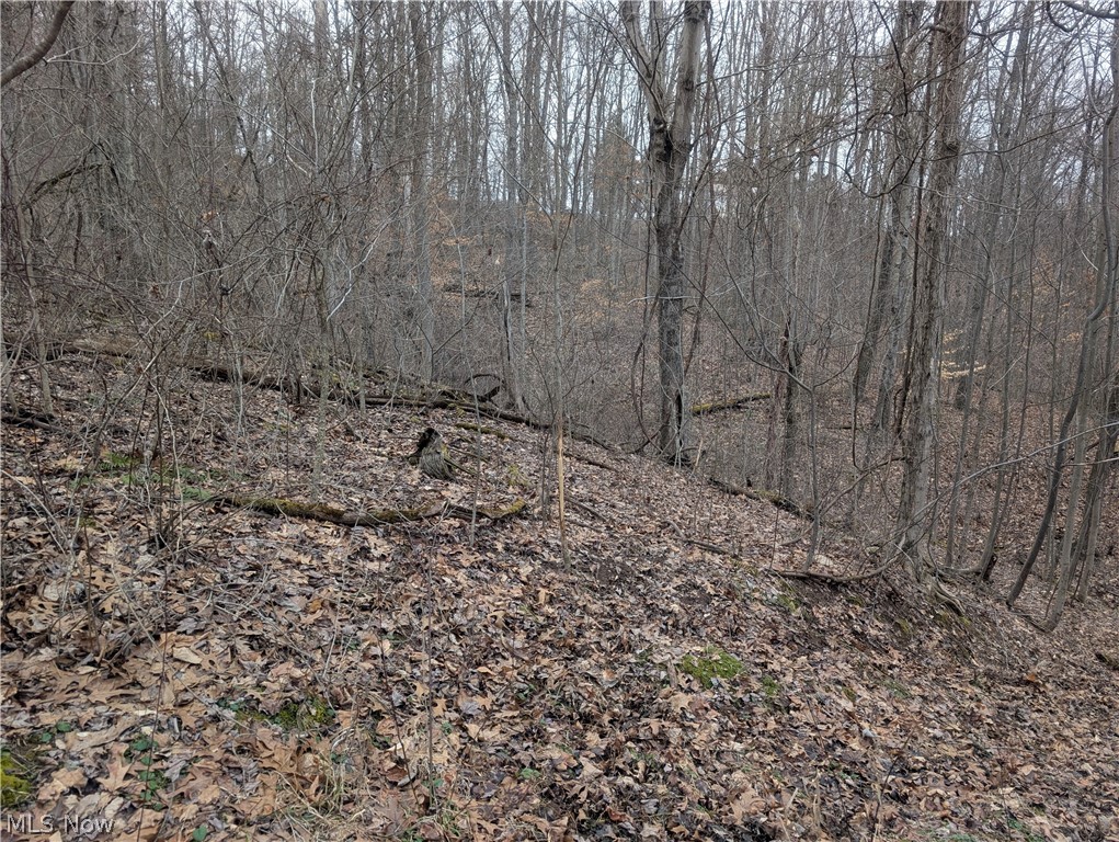 0 Tract 8 Barber Ridge Road Lewisville, OH 43754 - Photo 45 of 49 View of local wilderness