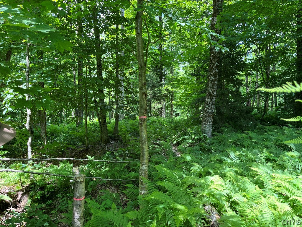 East Town Line Road Lorraine, NY 13659 - Photo 9 of 34 Gallery Image 9