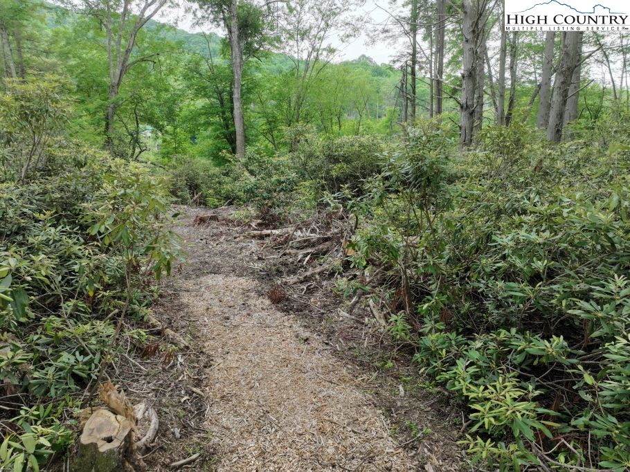 1764 Ripshin Mountain Road Roan Mountain, TN 37687 - Photo 11 of 29 a view of a forest with trees