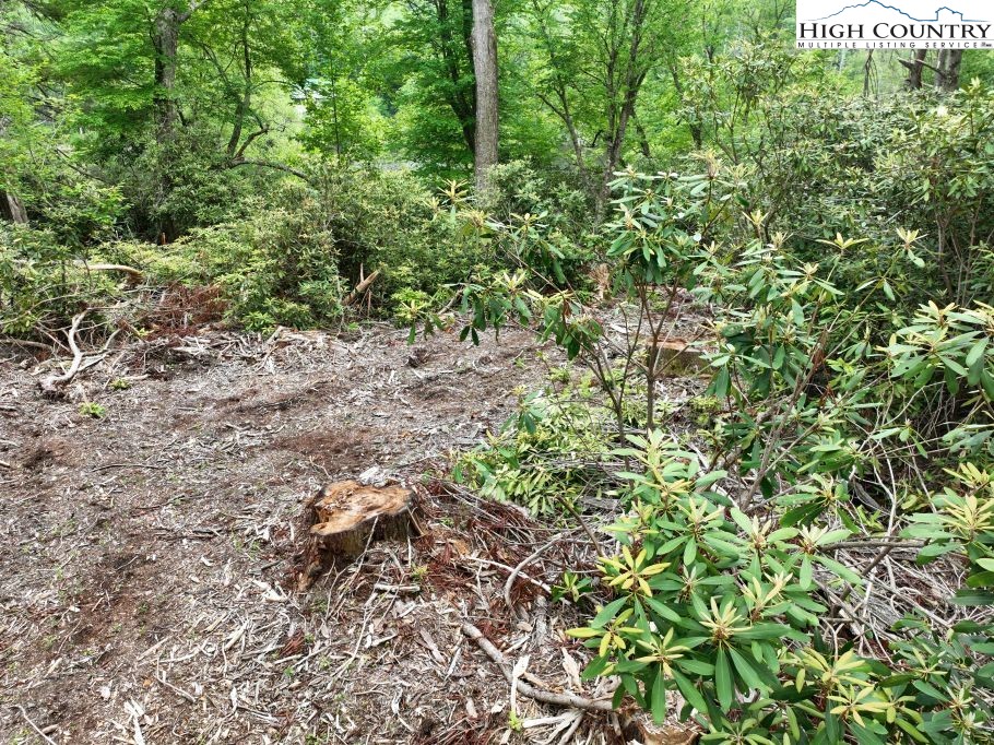 1764 Ripshin Mountain Road Roan Mountain, TN 37687 - Photo 15 of 29 a view of a yard with plants