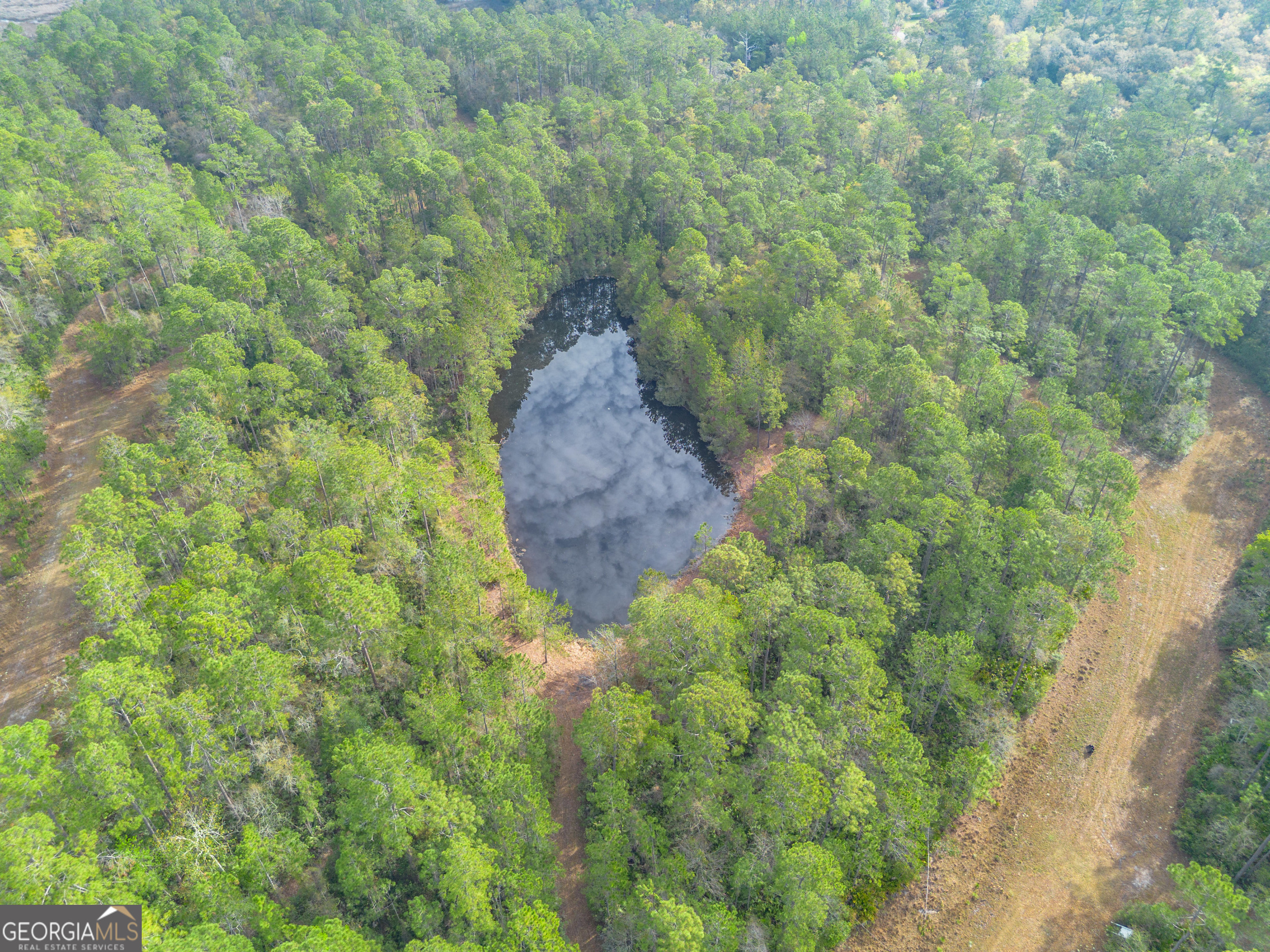 4240 Highway 17 Brunswick, GA 31525 - Photo 8 of 19 a close up of a plant in a garden