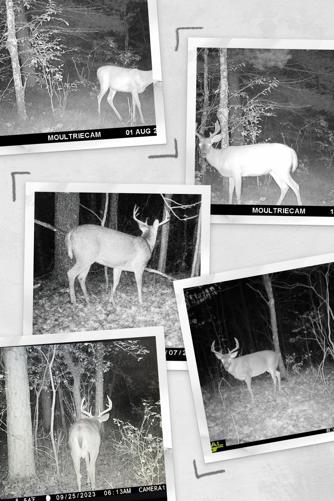 N13703 Canar Road Trempealeau, WI 54661 - Photo 74 of 104 Deer on the Property