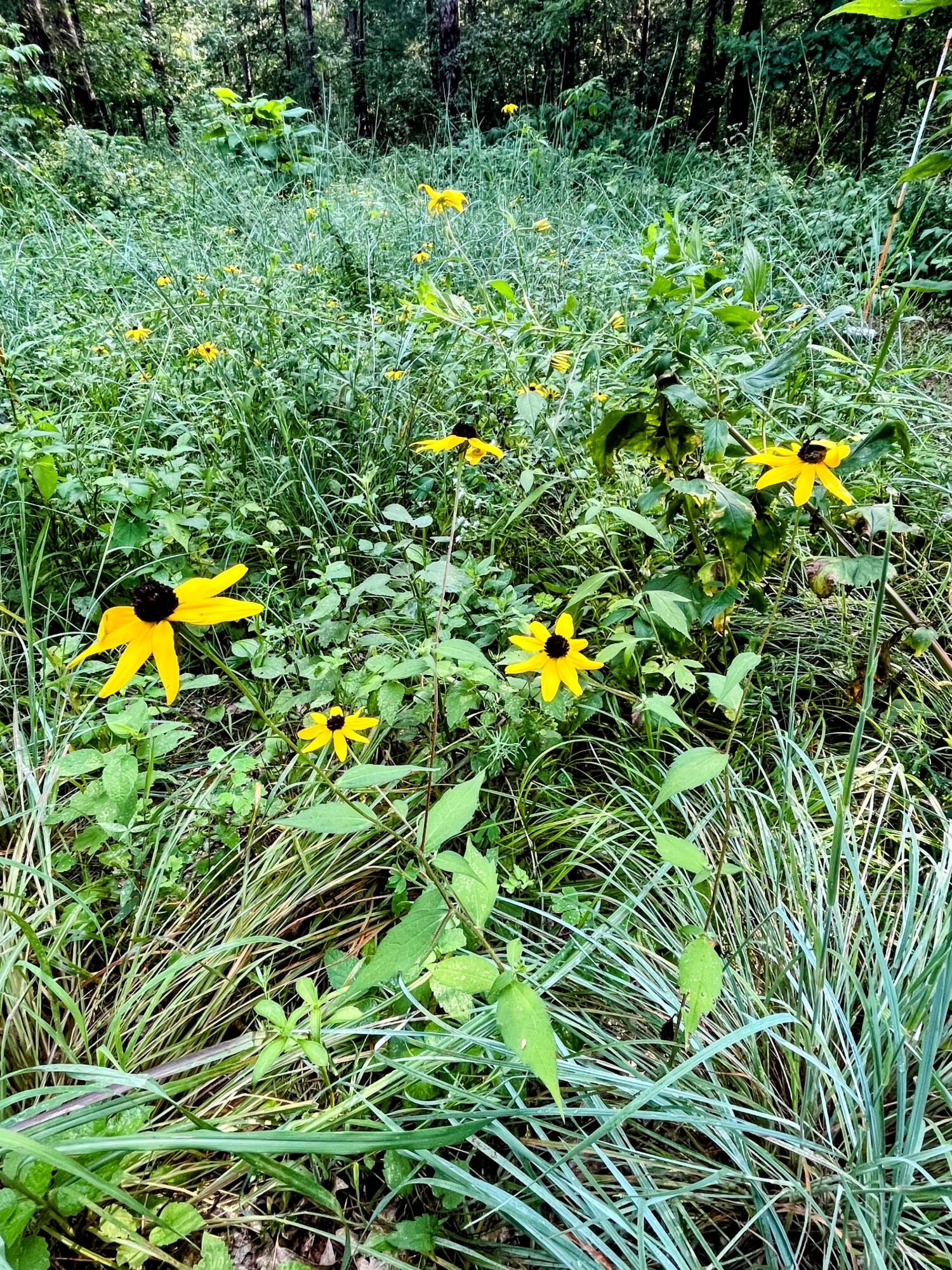 N13703 Canar Road Trempealeau, WI 54661 - Photo 78 of 104 Flowers in the Prairie
