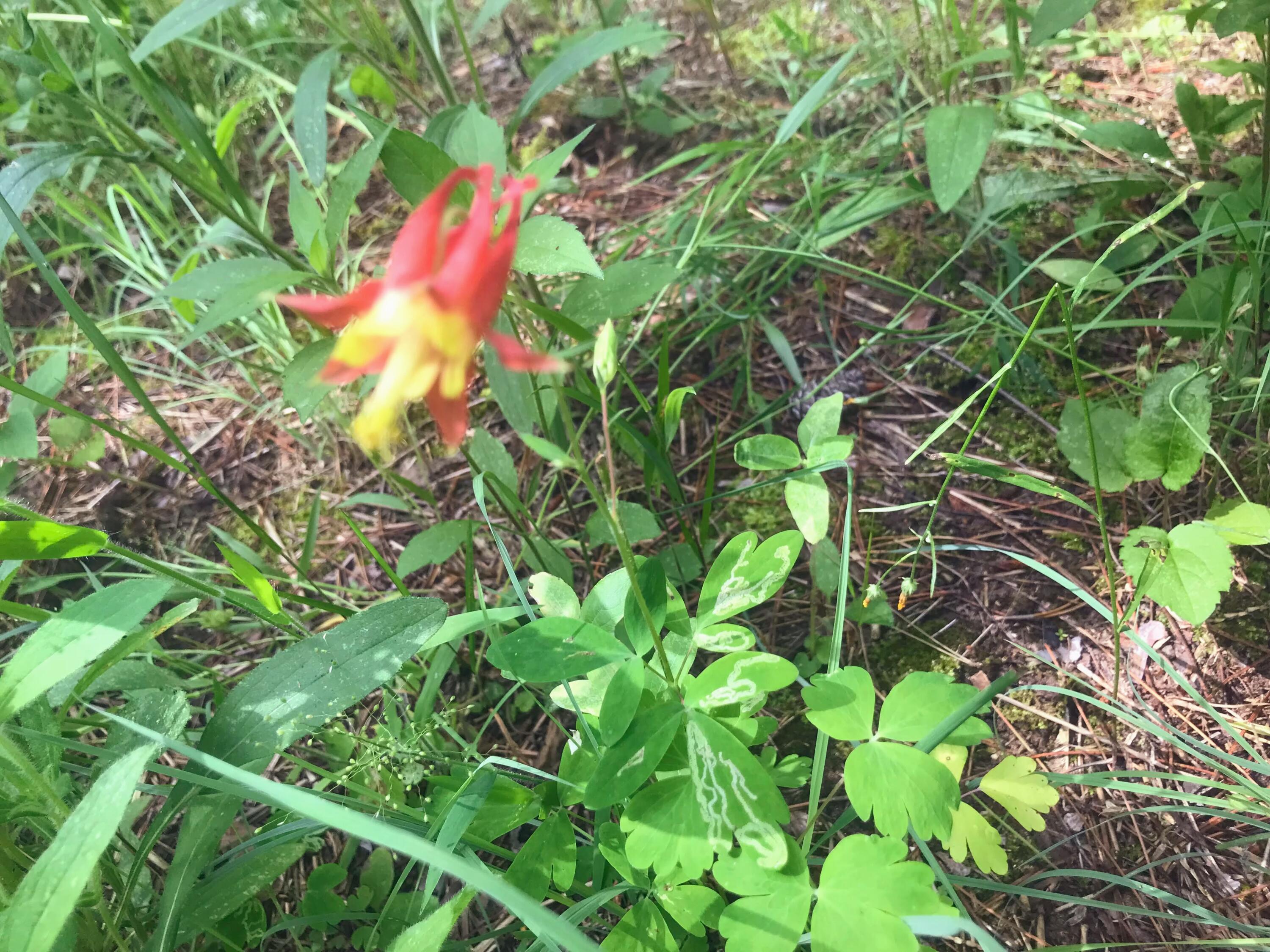 N13703 Canar Road Trempealeau, WI 54661 - Photo 80 of 104 IMG_5108