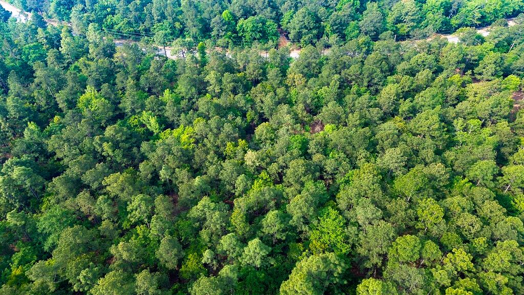 0 Mt Zion Road, Unit 3 Trenton, SC 29847 - Photo 10 of 26