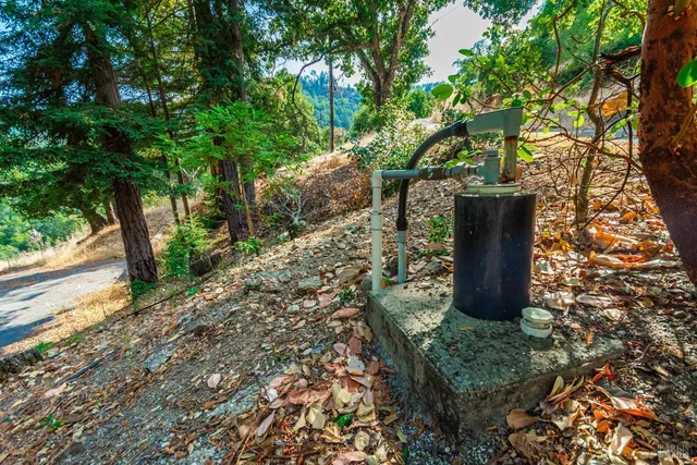 a view of a yard with plants and large trees