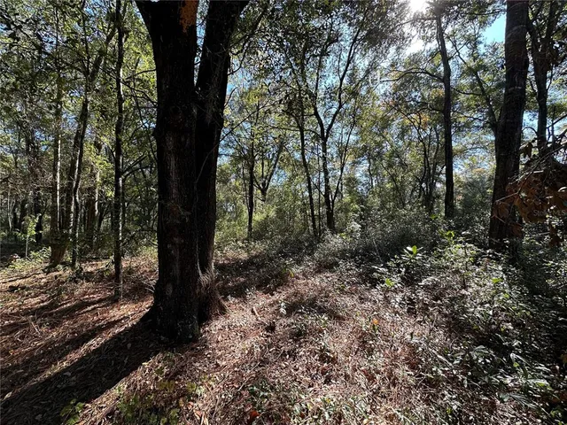 a view of a forest filled with trees