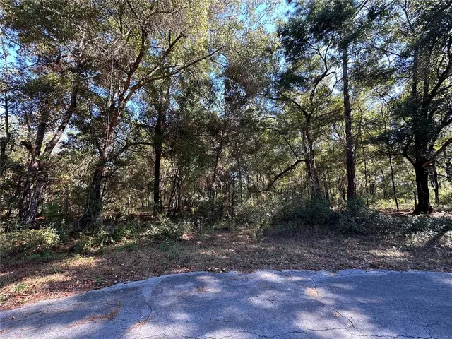 a view of a forest with trees in the background