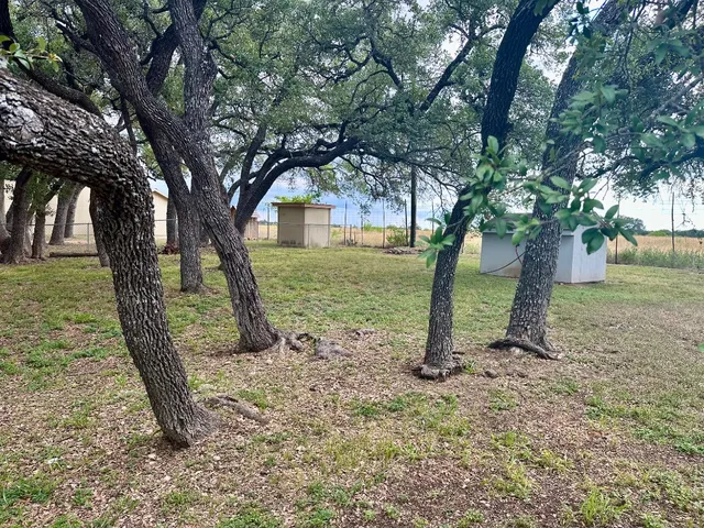 a view of a tree in a park