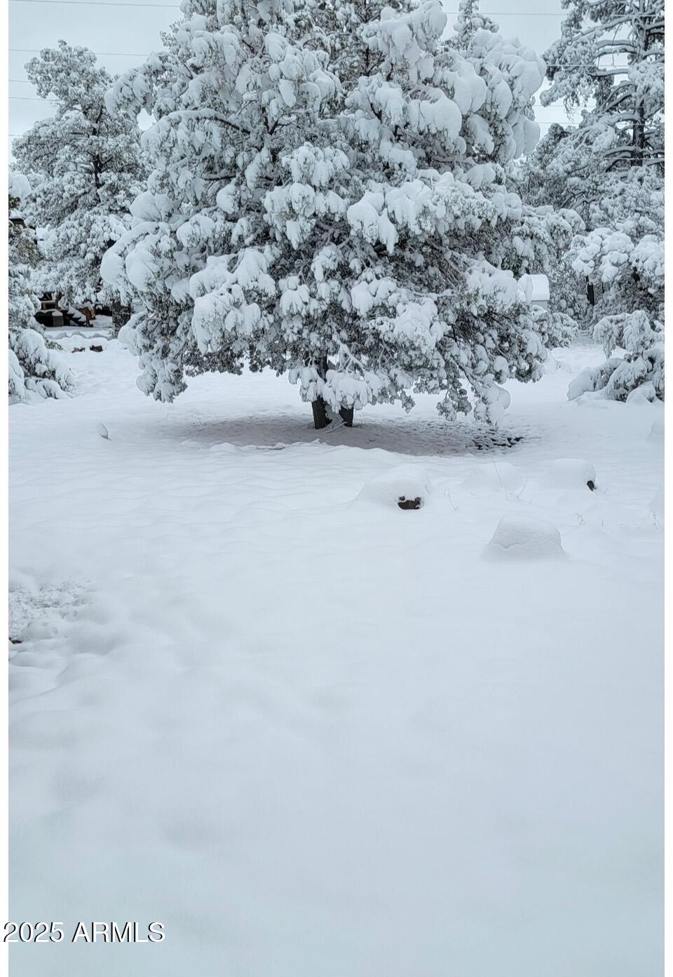 2927 Wildcat Trail Overgaard, AZ 85933 - Photo 7 of 18 Backyard winter wonderland